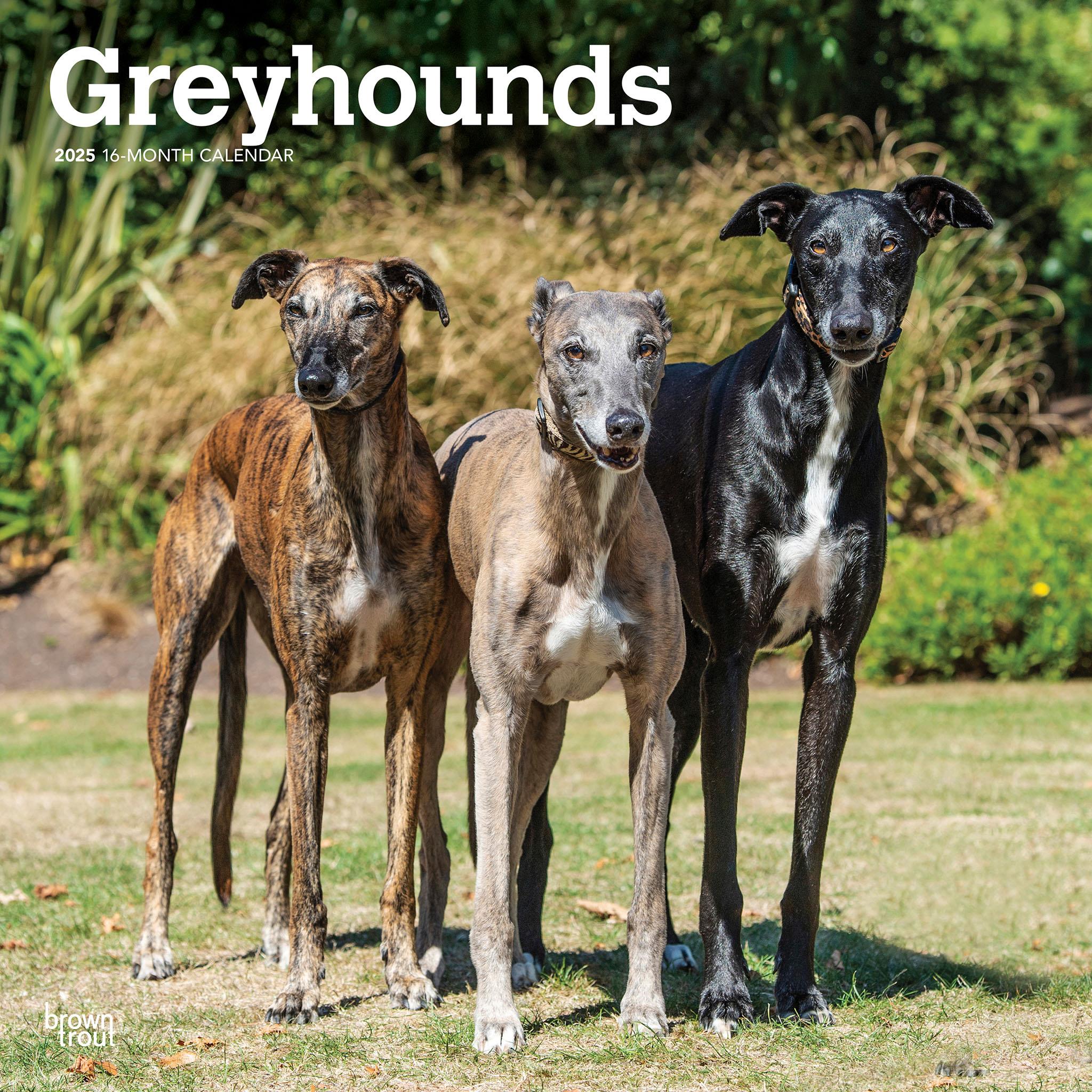 Greyhounds Wall 2025 Calendar