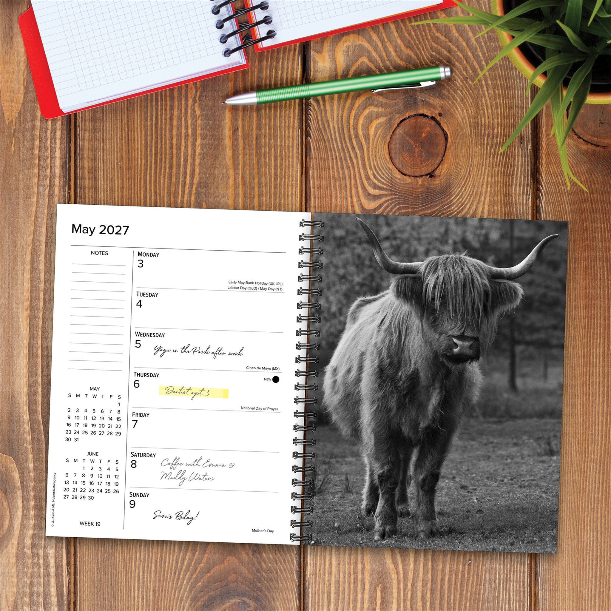 Highland Cows 2027 Engagement Calendar