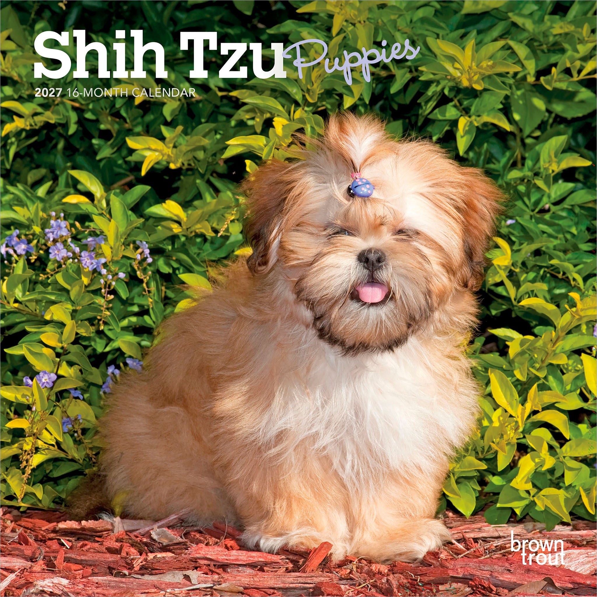 Shih Tzu Puppies 2027 Mini Calendar