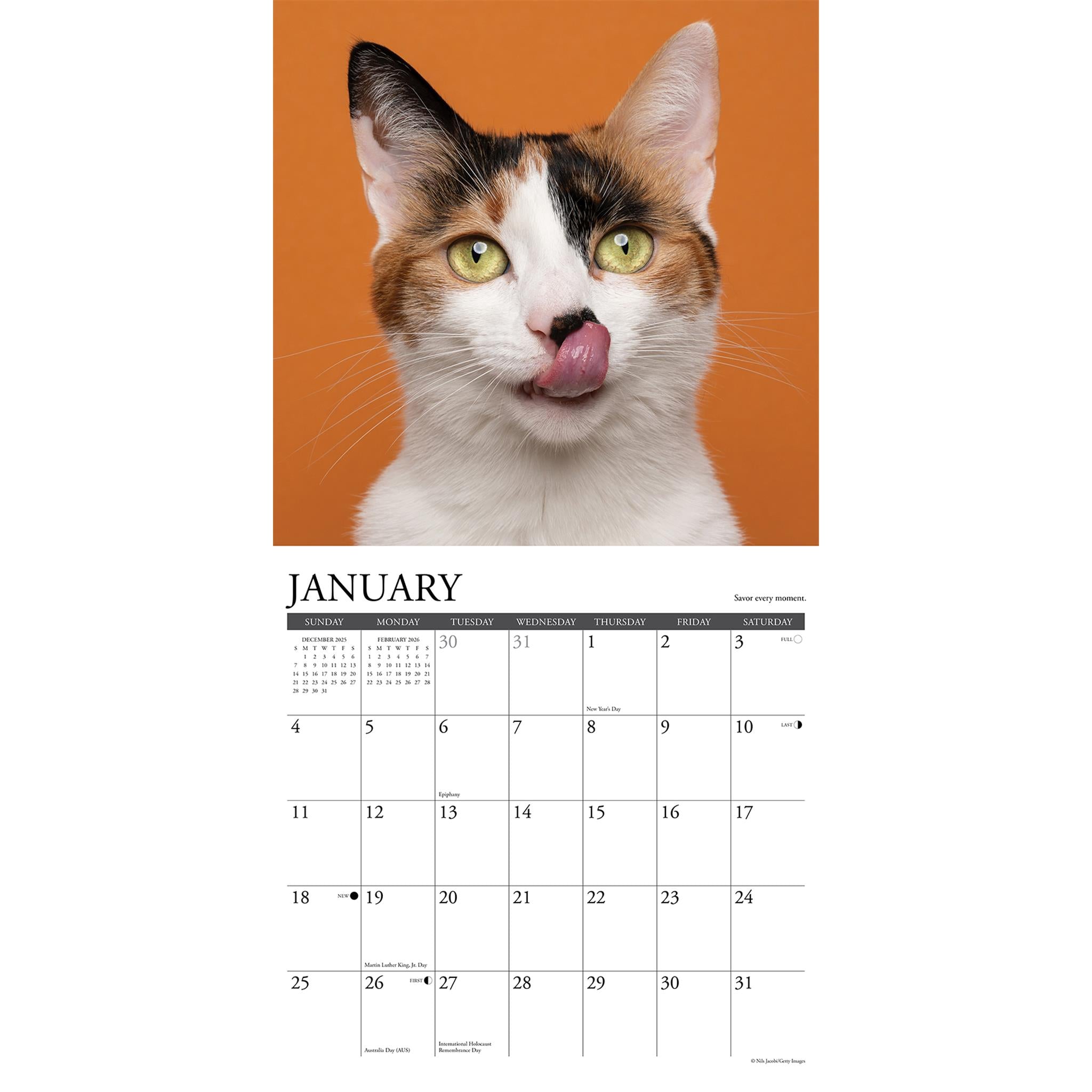 What Cats Teach Us 2026 Wall Calendar