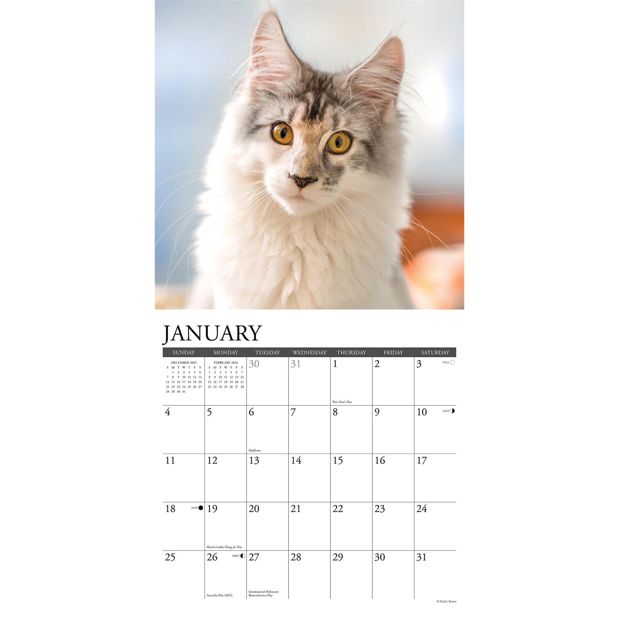 Just Maine Coon Cats 2026 Wall Calendar