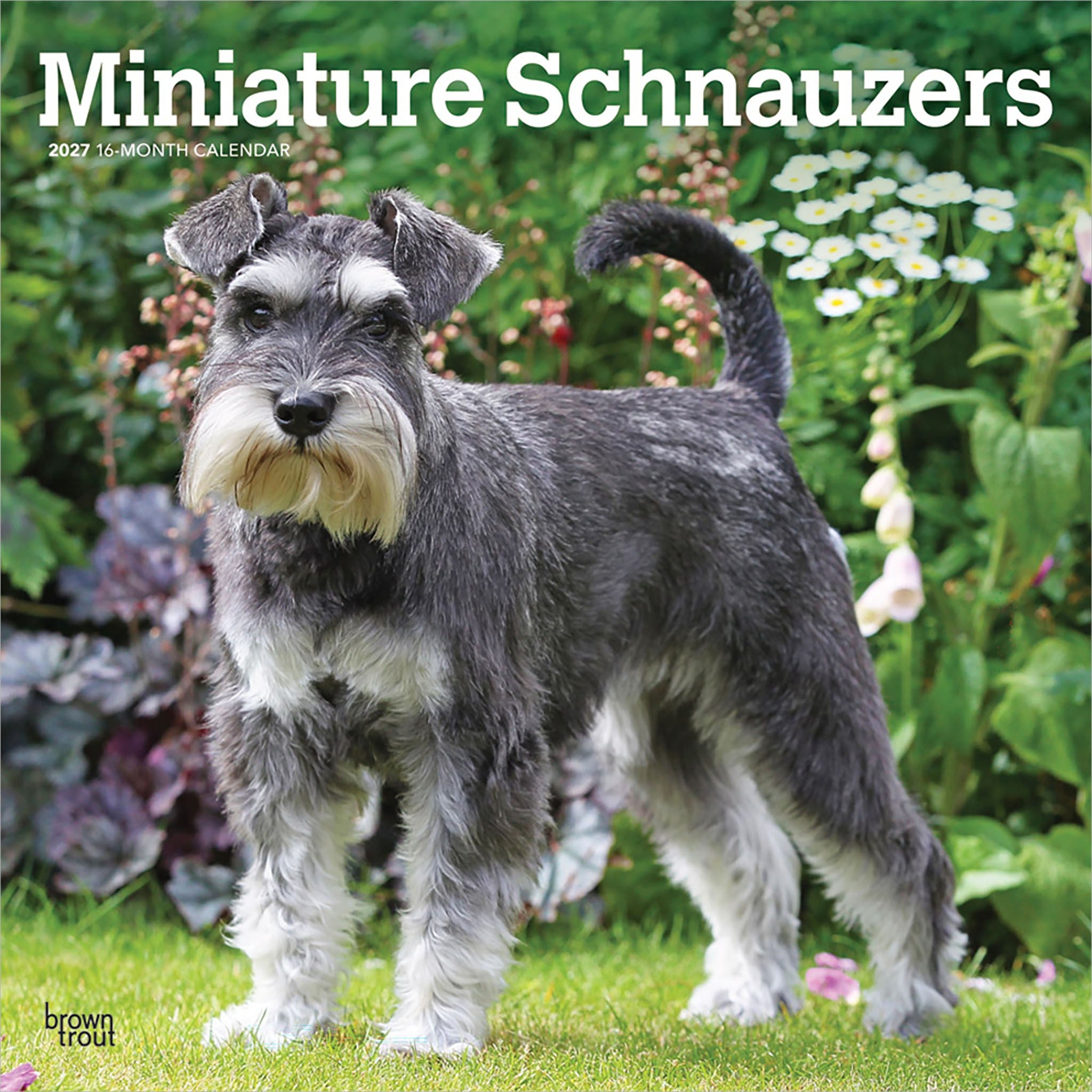 Miniature Schnauzers 2027 Wall Calendar