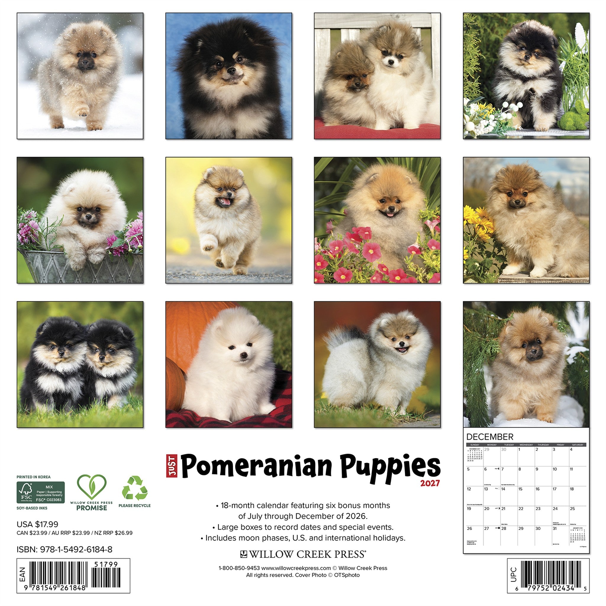 Pomeranian Puppies 2027 Wall Calendar