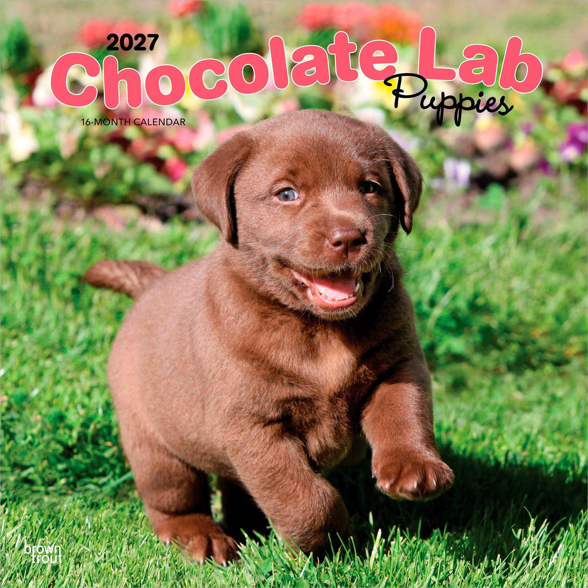 Chocolate Lab Puppies 2027 Wall Calendar