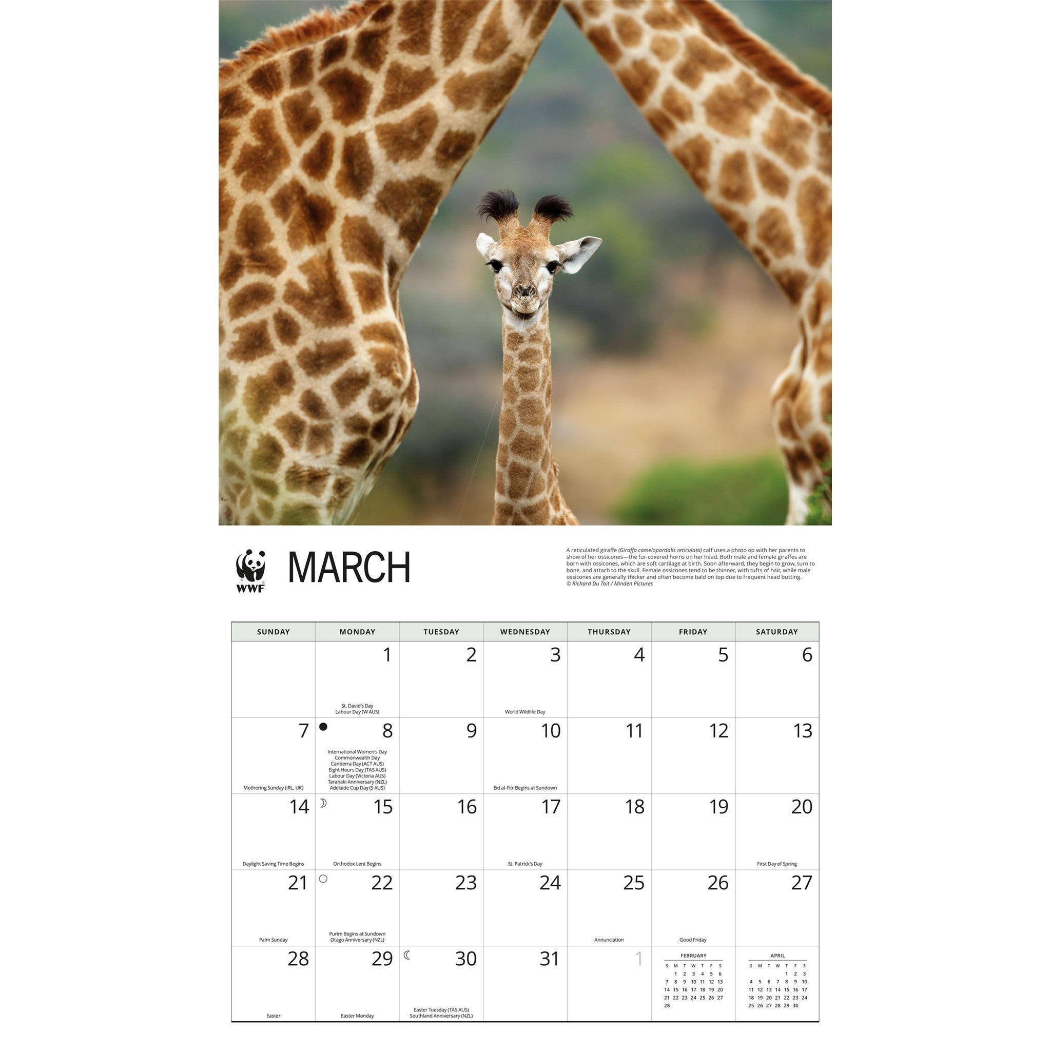 World Wildlife Fund Giraffes 2027 Wall Calendar