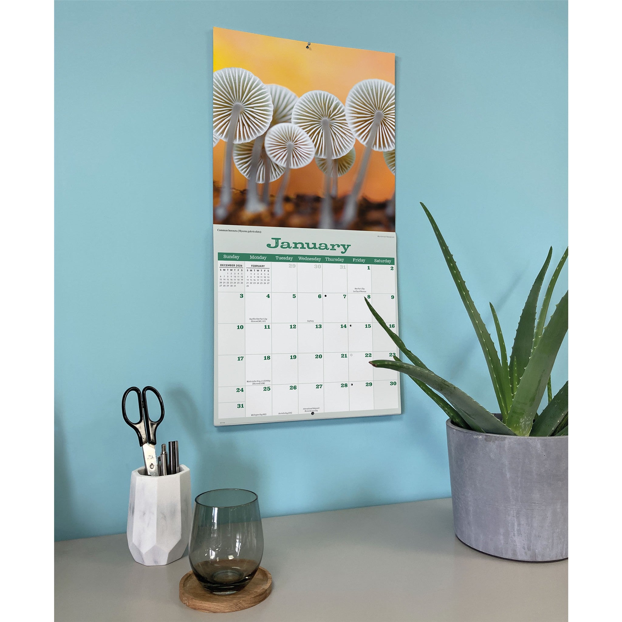 Mushrooms 2027 Wall Calendar