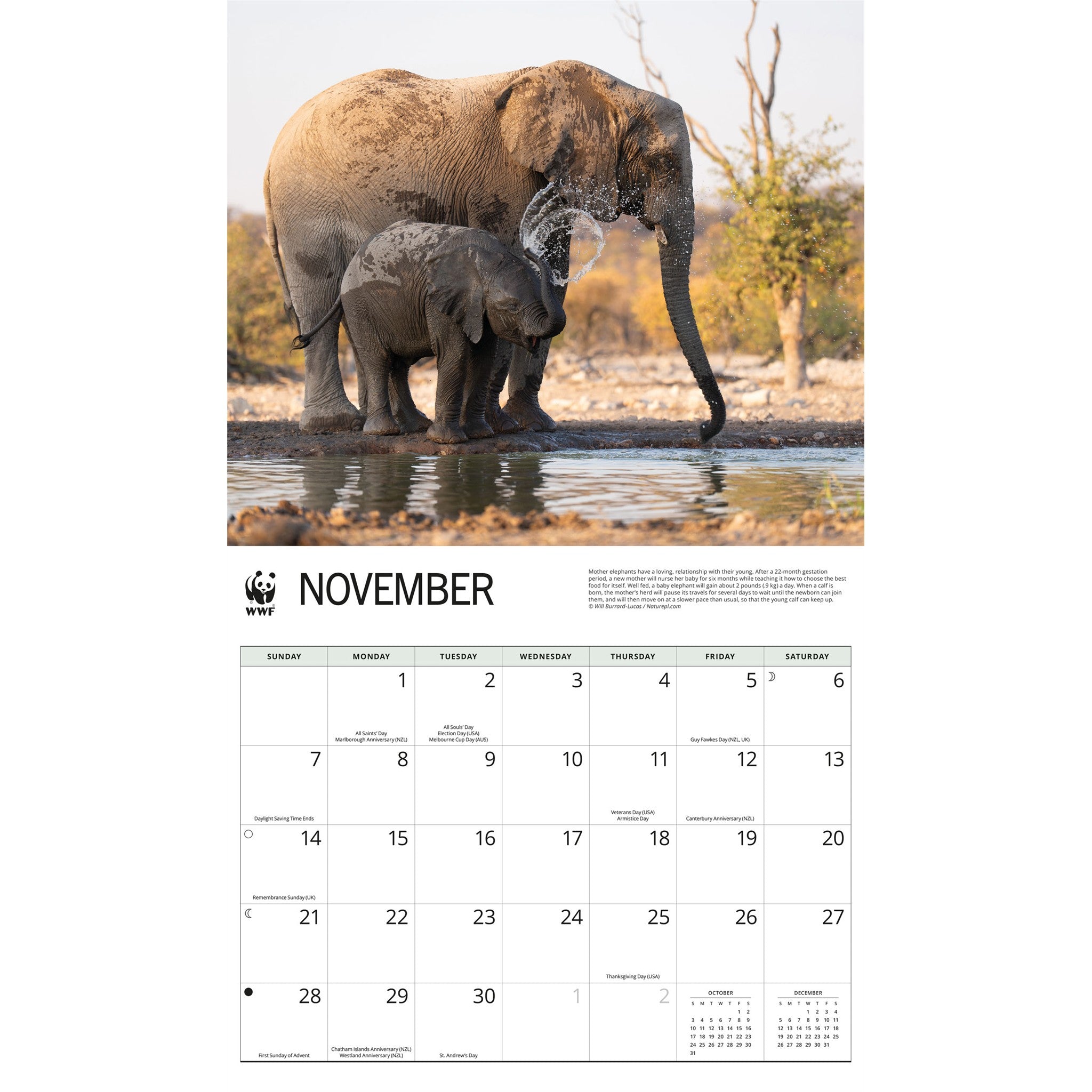 World Wildlife Fund Elephants 2027 Wall Calendar