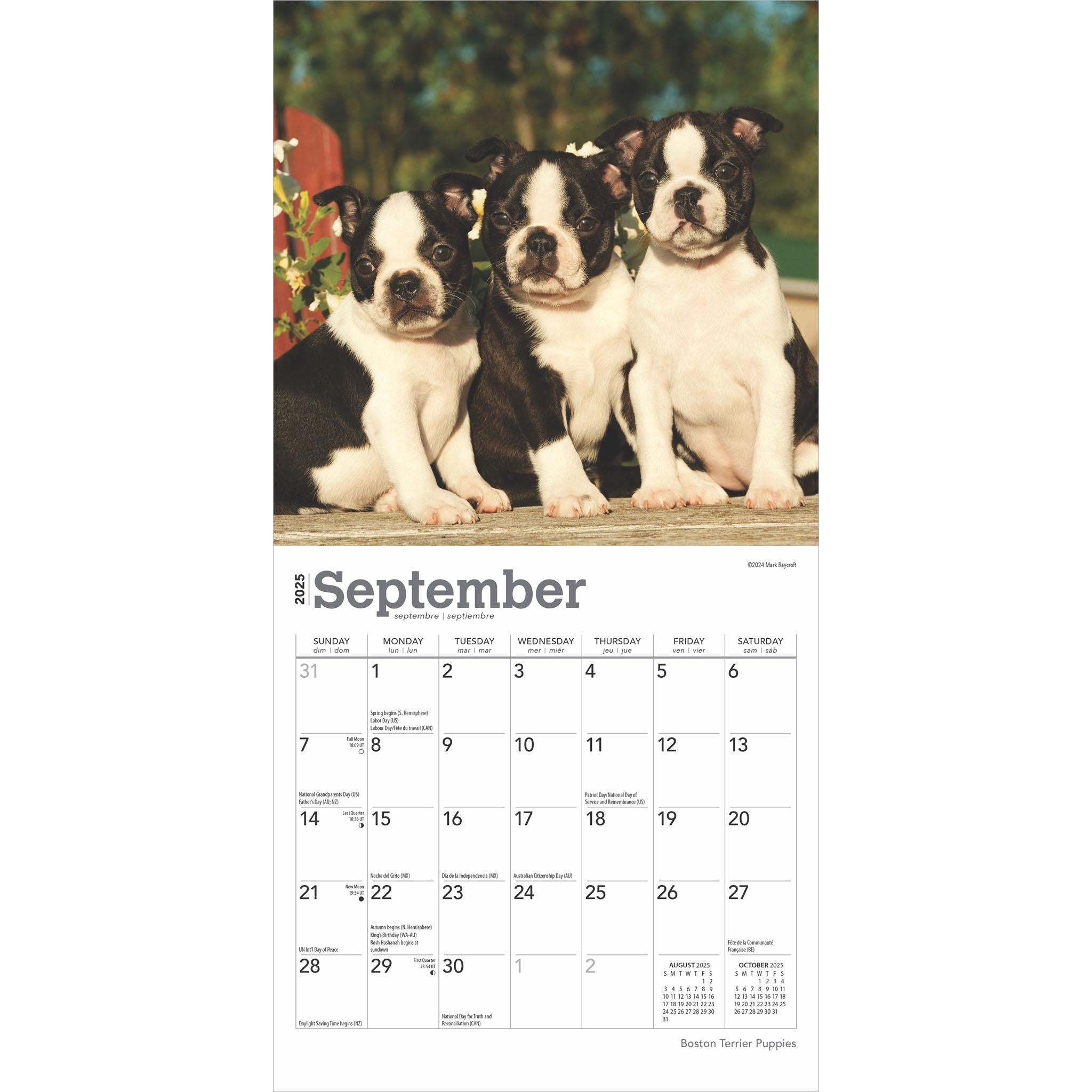 Boston Terrier Puppies Mini 2025 Calendar