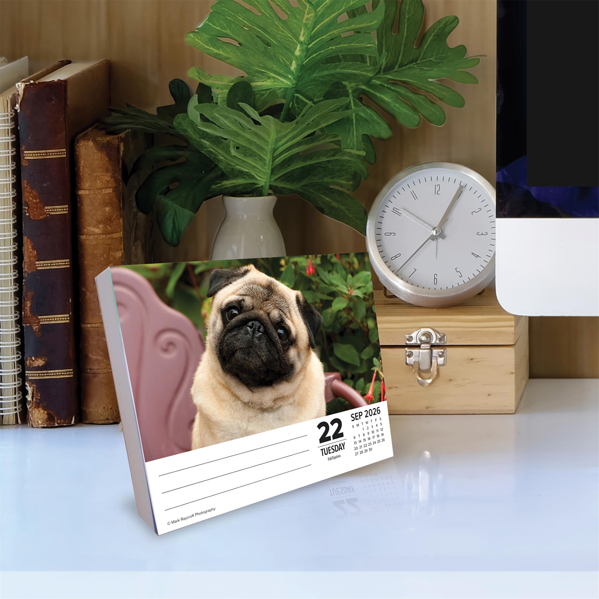 Just Pugs 2026 Box Calendar - Online Only