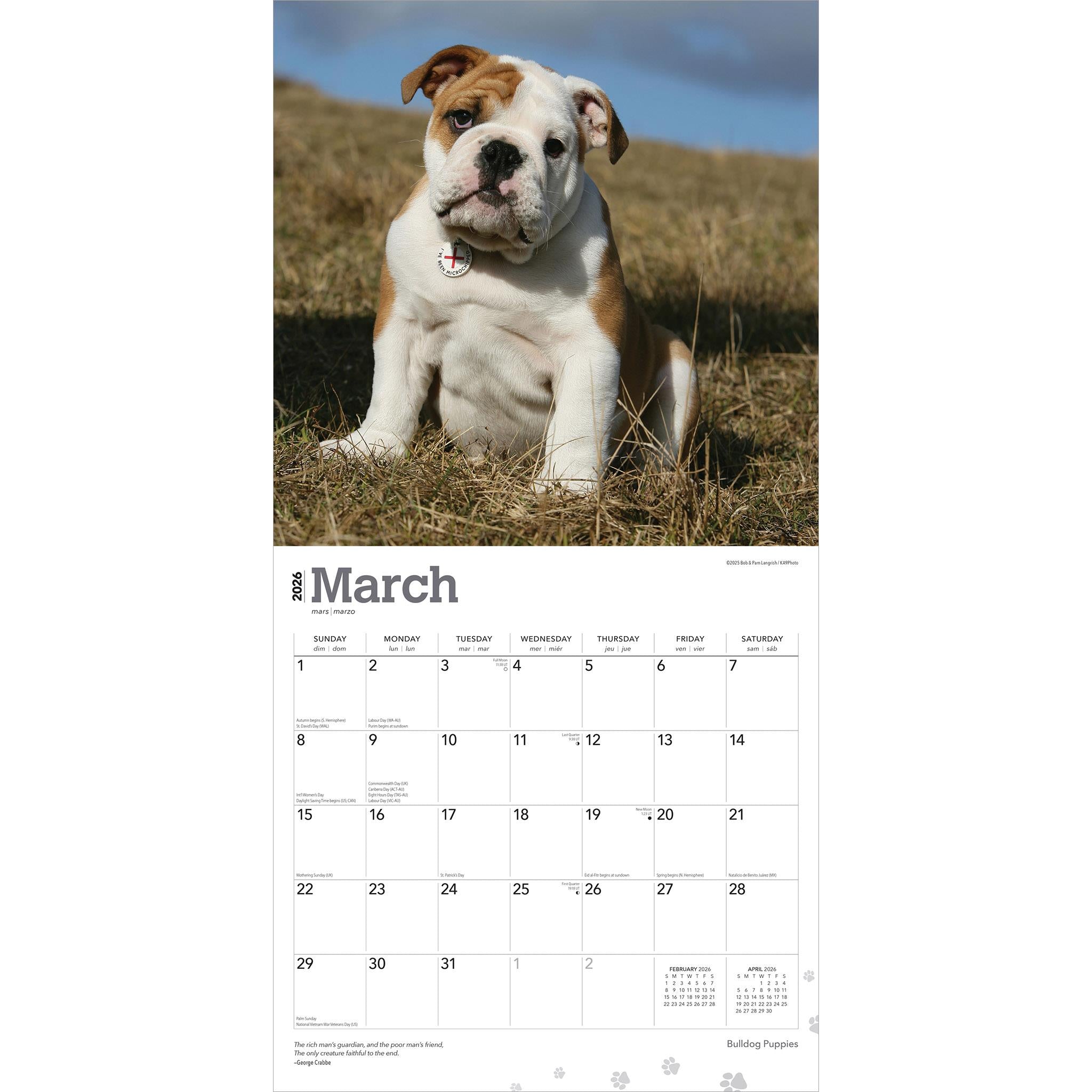 Bulldog Puppies 2026 Wall Calendar - Online Only