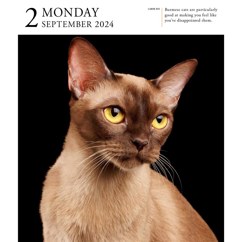 Cat Gallery 2024 Box Calendar