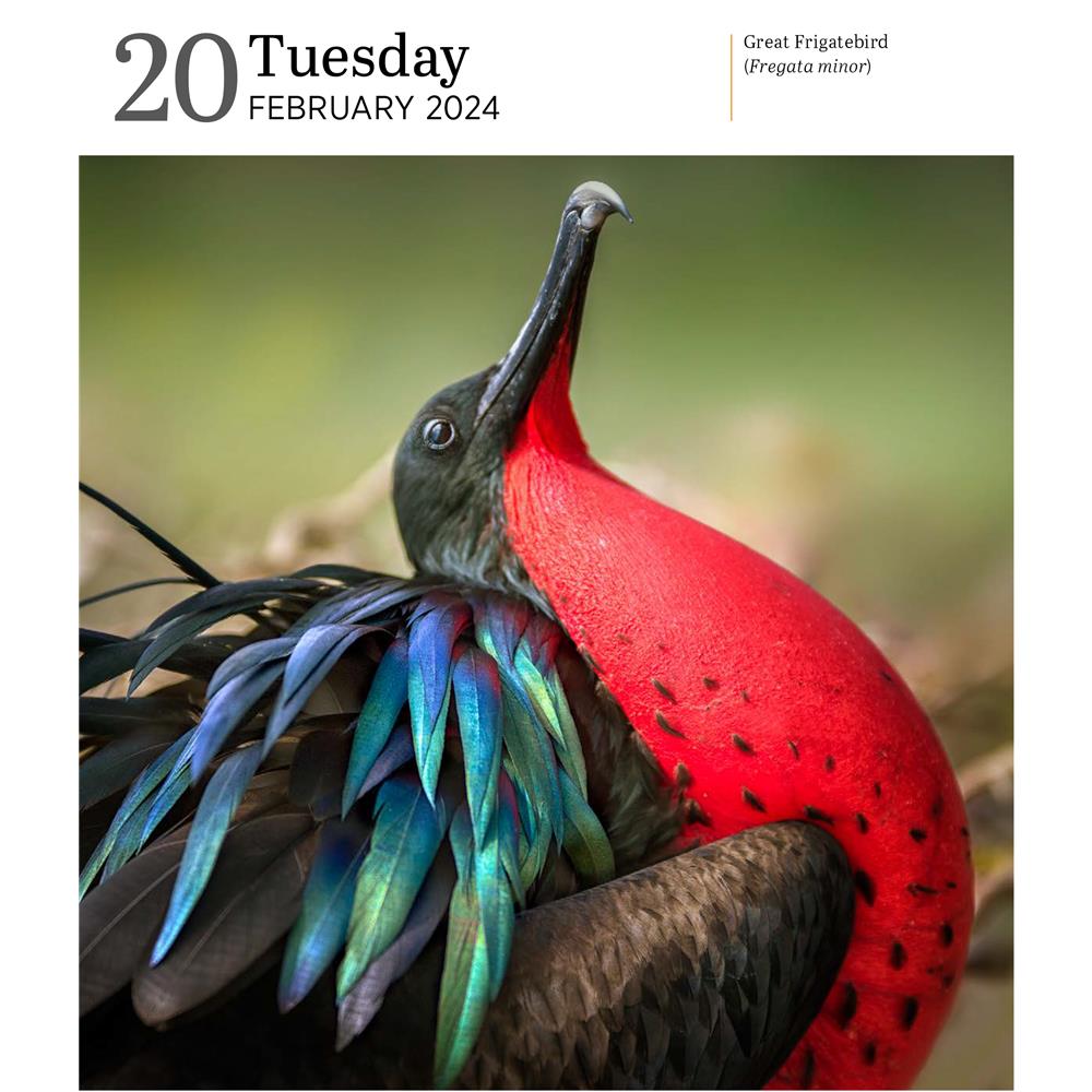 Audubon Birds Gallery 2024 Box Calendar - Online Exclusive