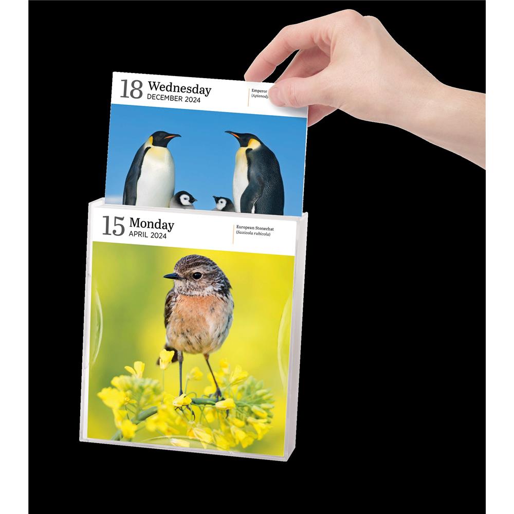 Audubon Birds Gallery 2024 Box Calendar - Online Exclusive