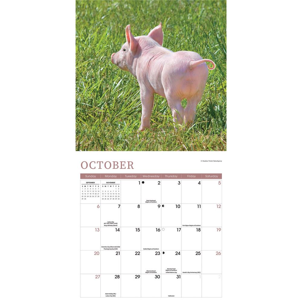 Mini Pigs 2024 Wall Calendar product image