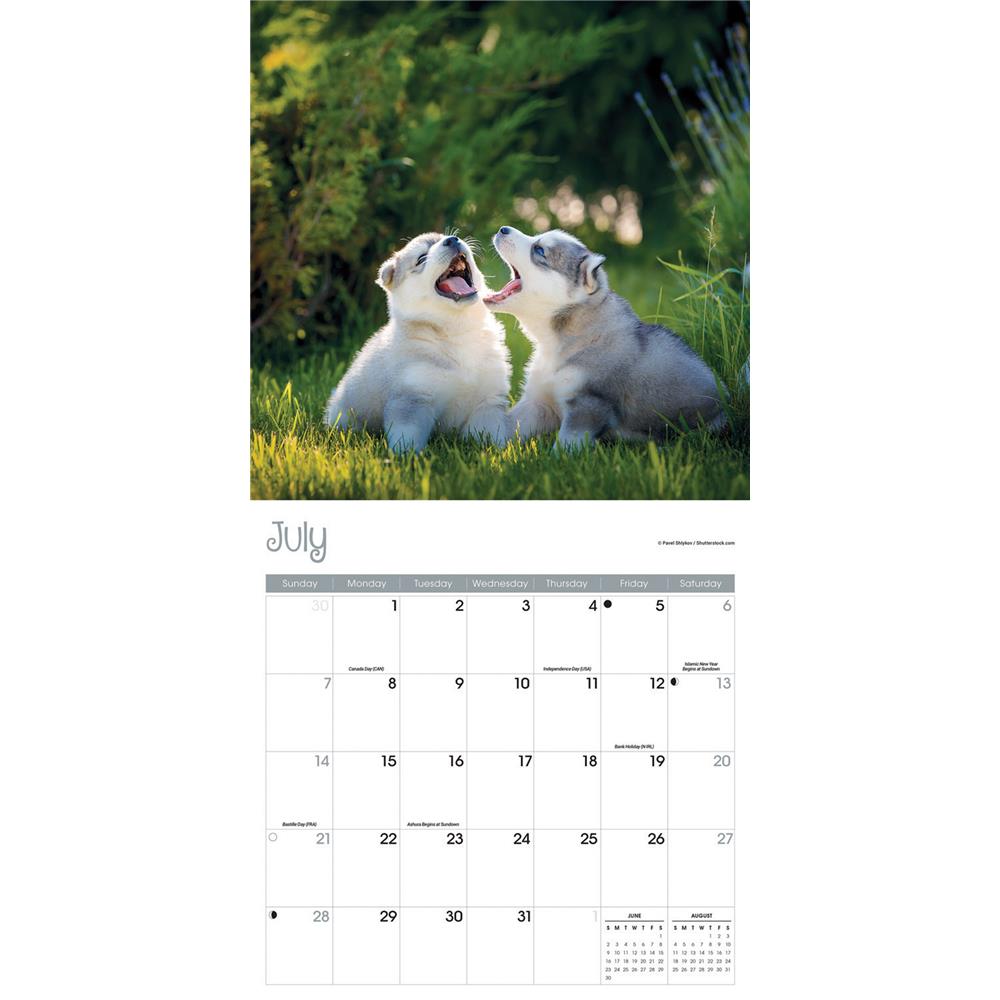 Playful Puppies 2024 Wall Calendar product image