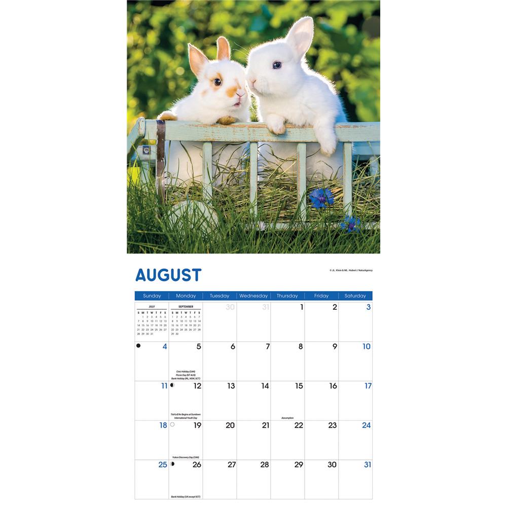 Rabbits 2024 Wall Calendar product image