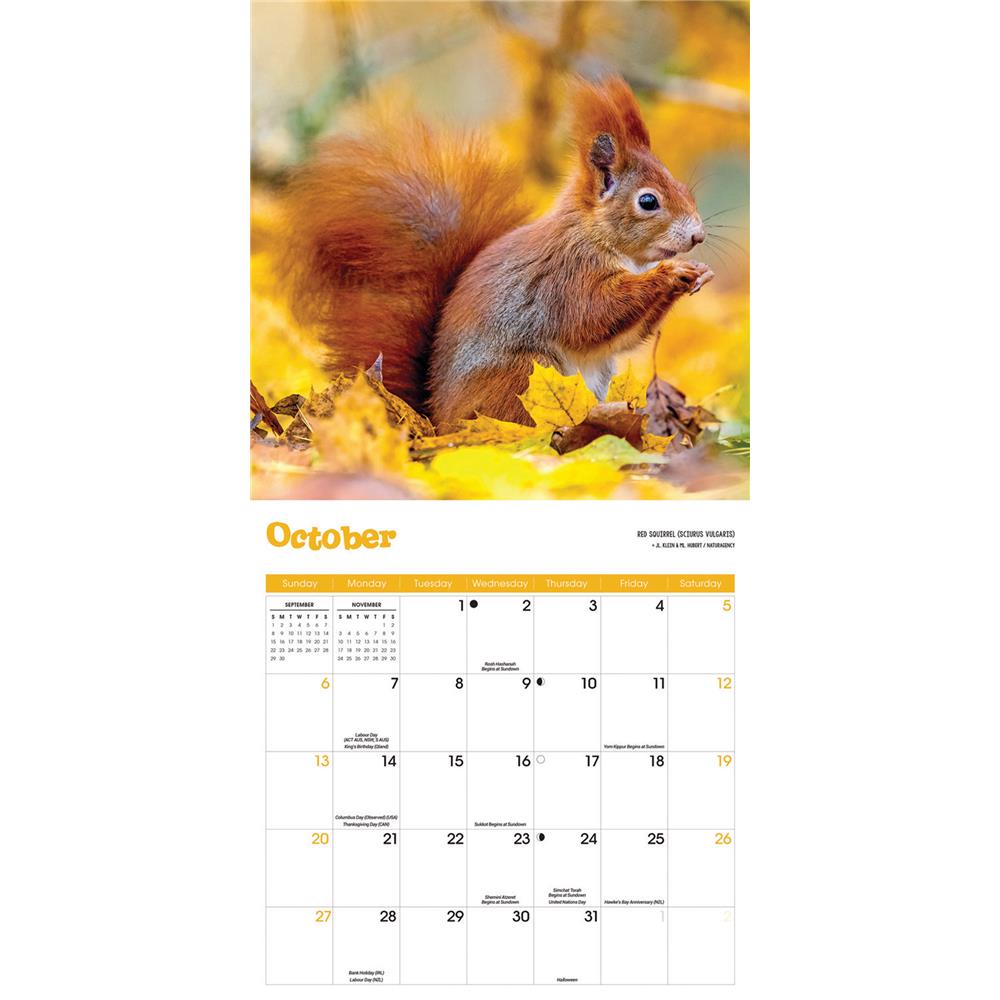 Squirrels 2024 Wall Calendar product image