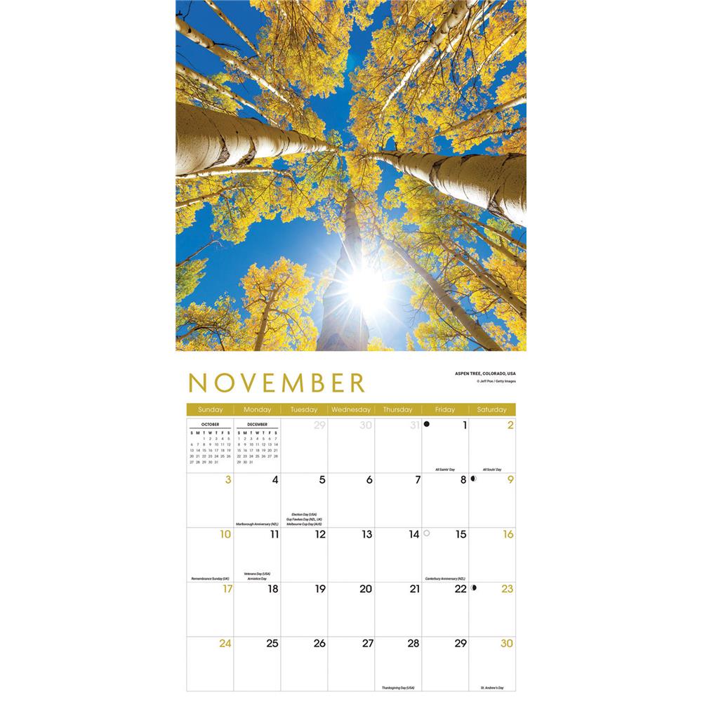 Trees 2024 Wall Calendar product image
