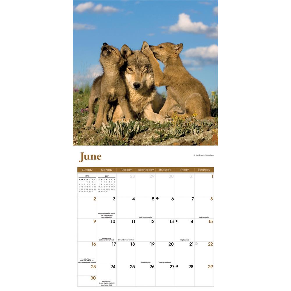 Wolves 2024 Wall Calendar product image