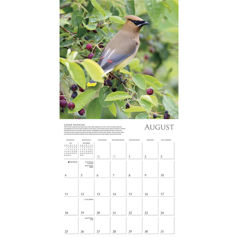 Songbirds of North America 2024 Wall Calendar