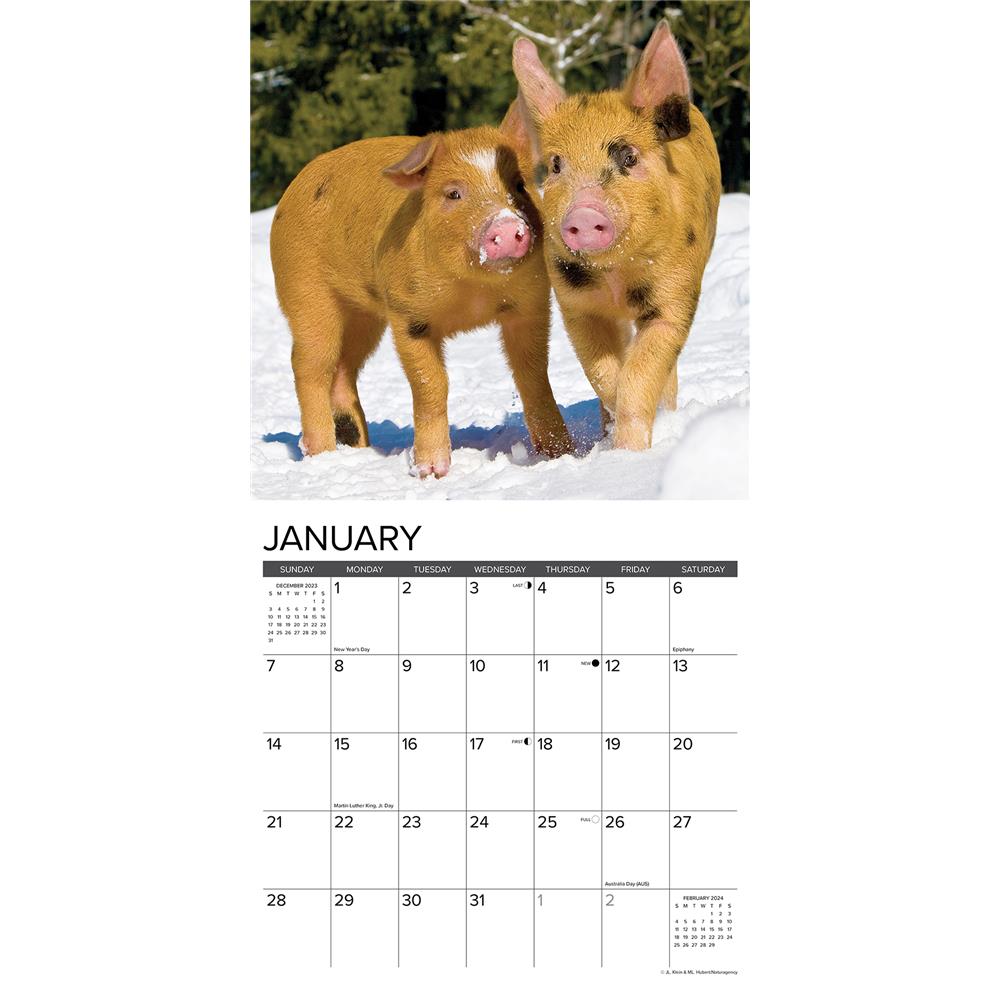 12 Little Piggies 2024 Wall Calendar - Online Exclusive