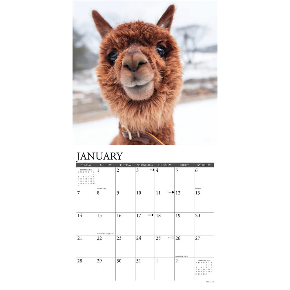 Alpacas 2024 Wall Calendar