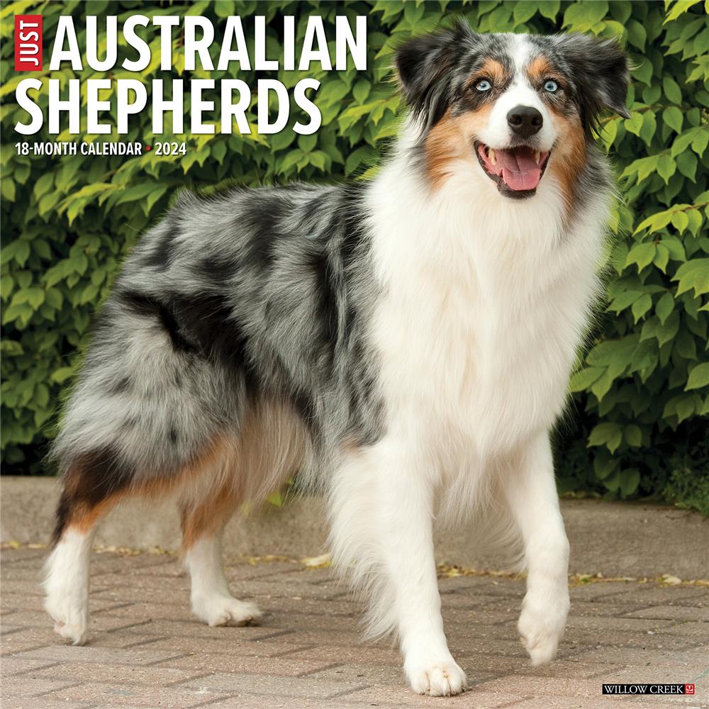 Just Australian Shepherds 2024 Wall Calendar