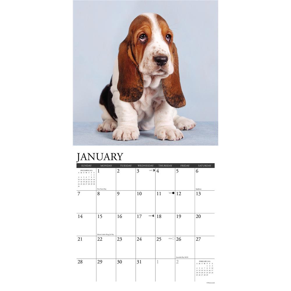 Just Basset Hound Puppies 2024 Wall Calendar