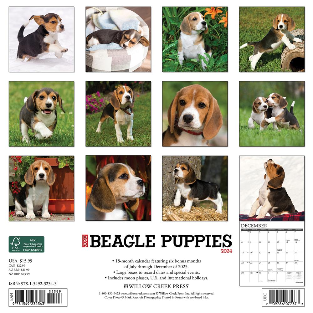 Just Beagle Puppies 2024 Wall Calendar