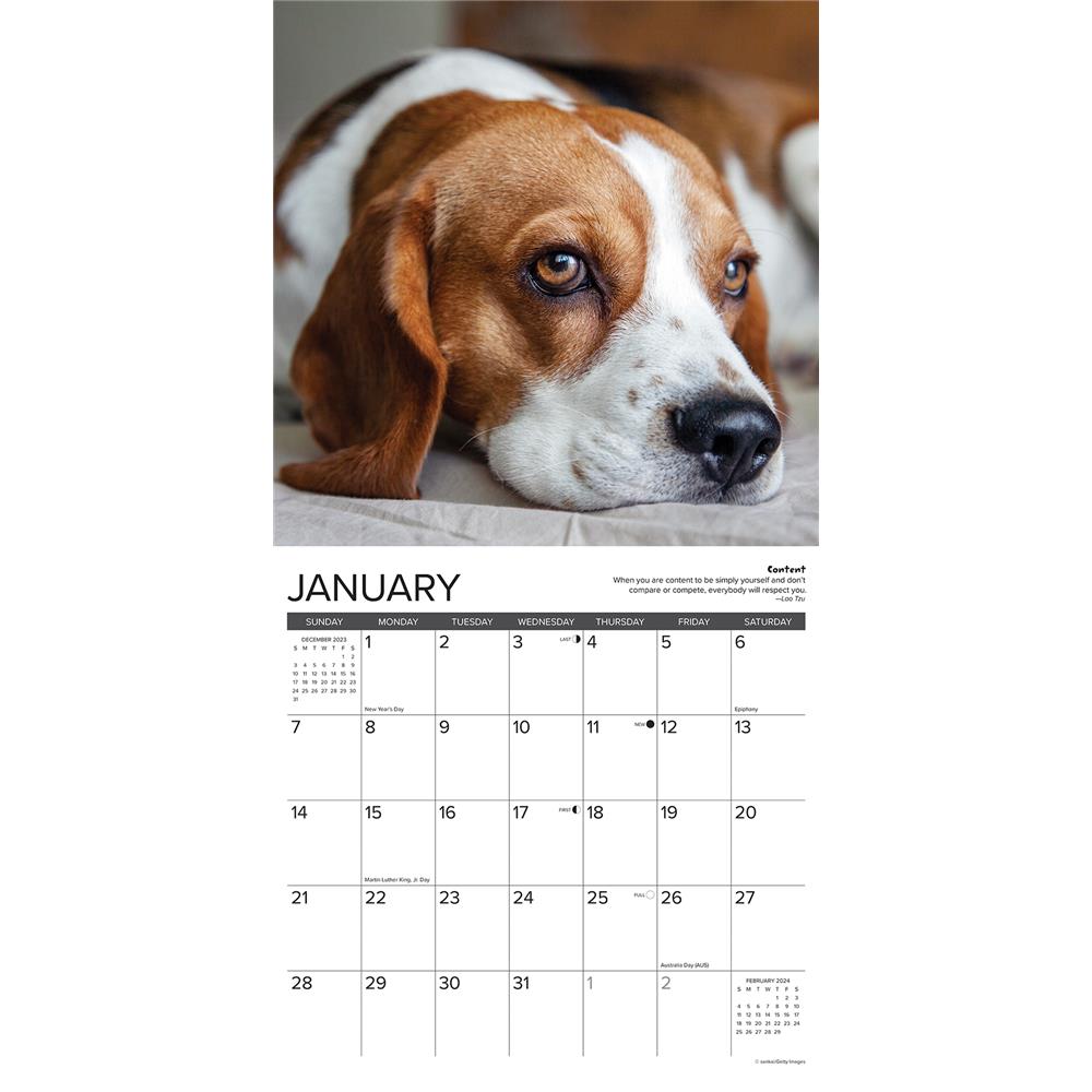 Beagle Rules 2024 Wall Calendar - Online Exclusive