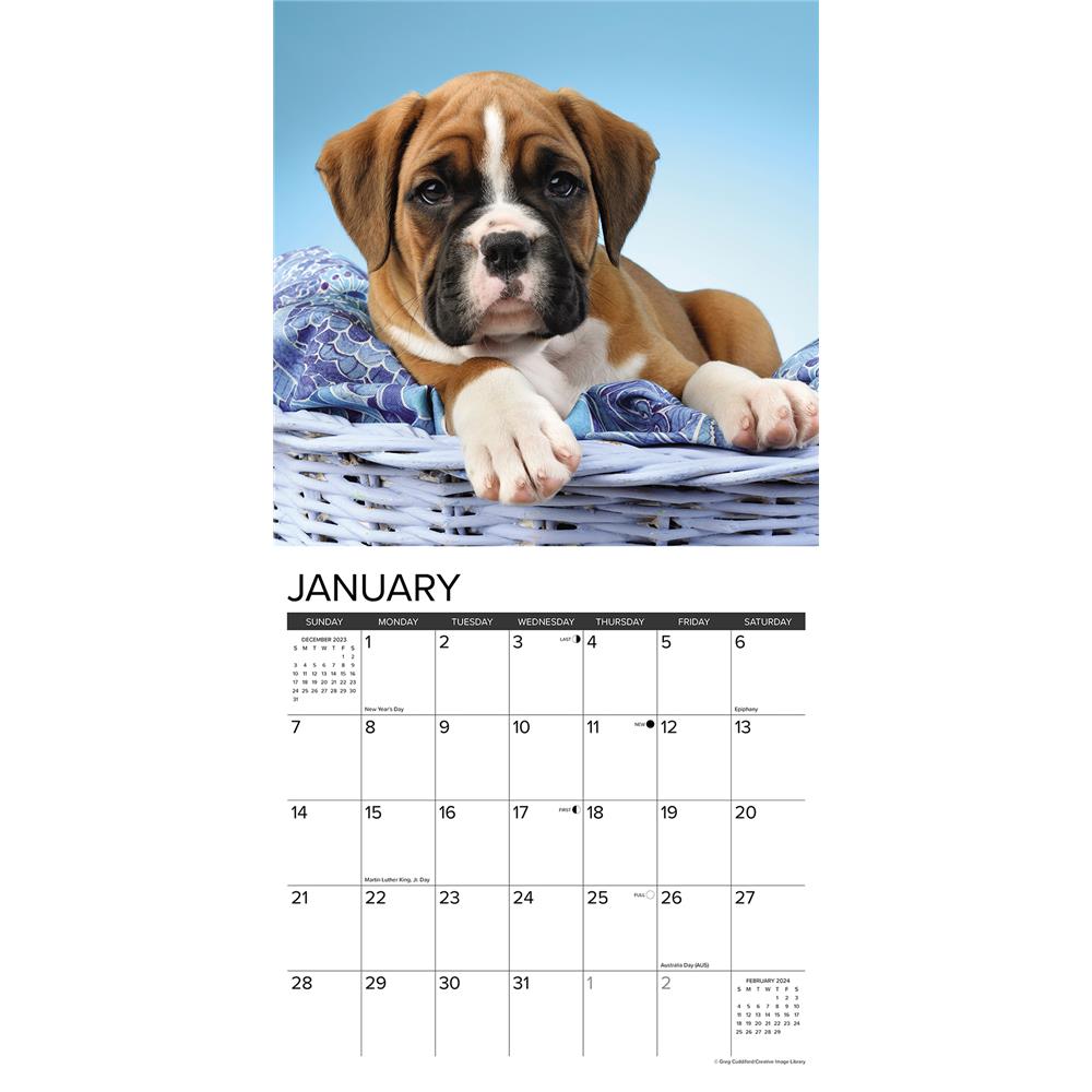 Just Boxer Puppies 2024 Wall Calendar