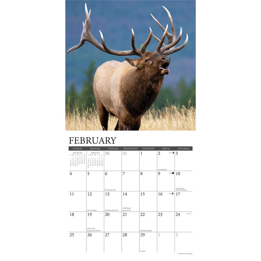 Bull Elk 2024 Wall Calendar