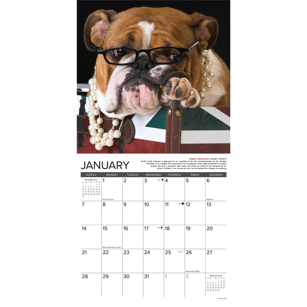 Bulldog Bad Boys 2024 Wall Calendar
