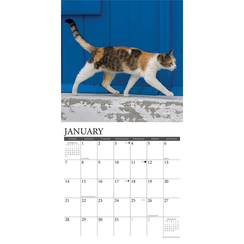 Just Calico Cats 2024 Wall Calendar