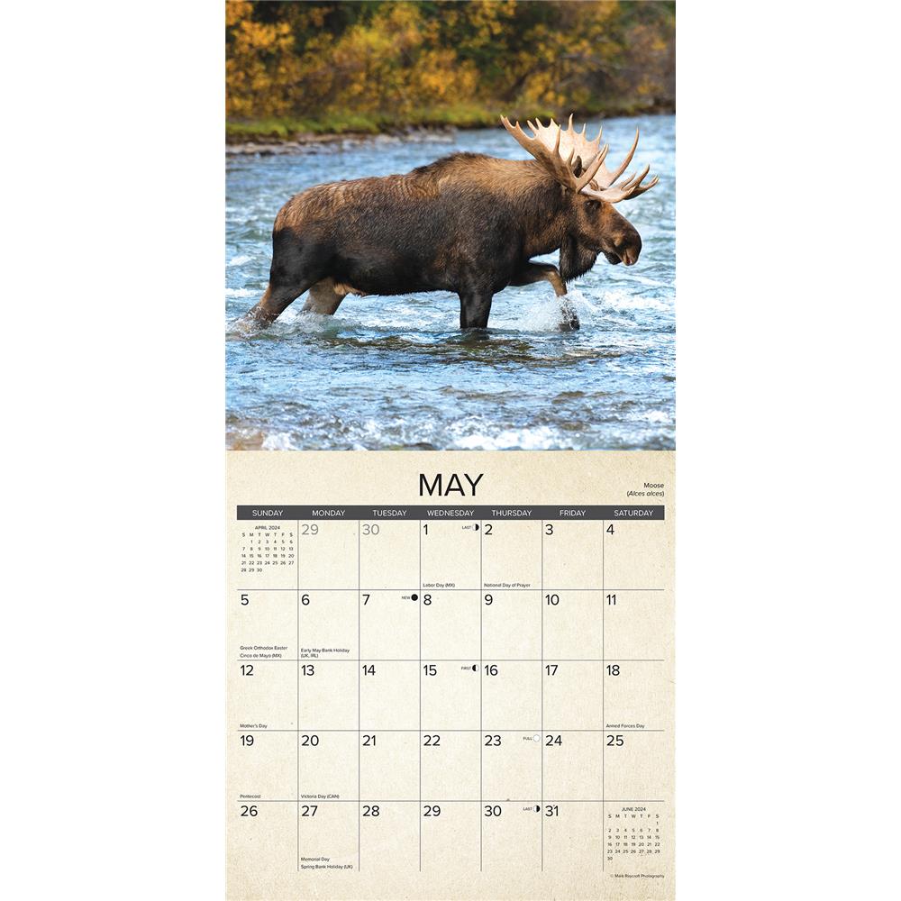 Canadian Fish and Wild Game 2024 Wall Calendar