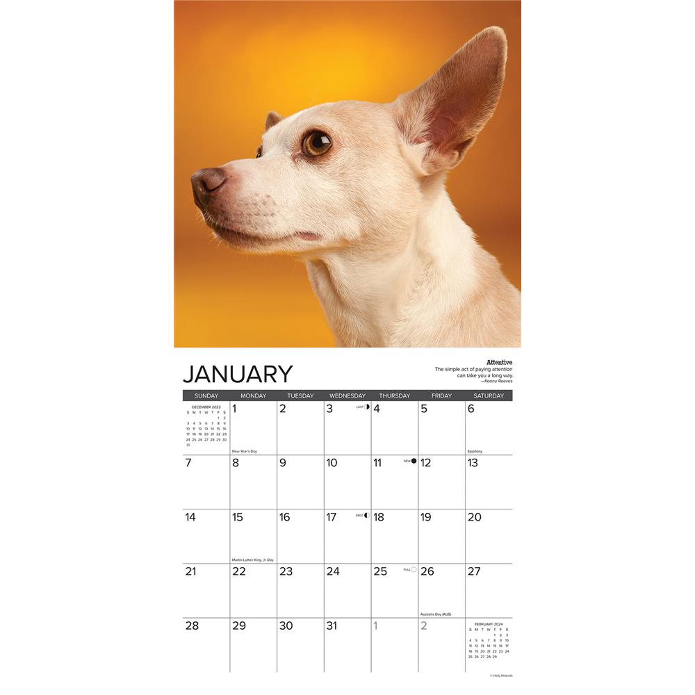 Chihuahua Rules 2024 Wall Calendar - Online Exclusive
