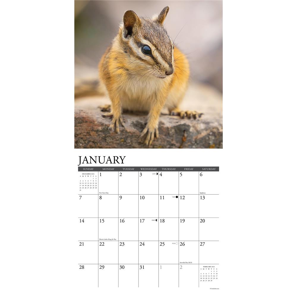 Chipmunks Gone Nuts 2024 Wall Calendar