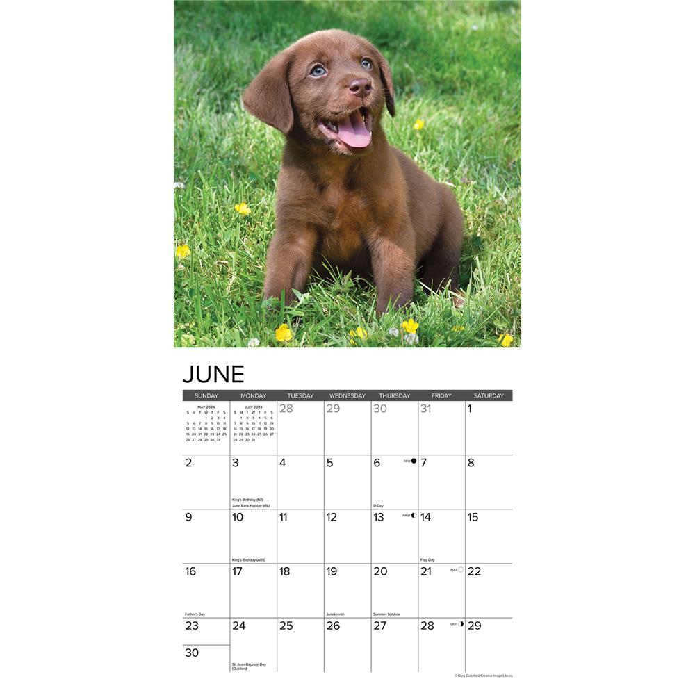 Just Lab Chocolate Puppies 2024 Wall Calendar - Online Exclusive