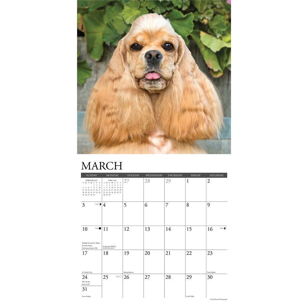Just Cocker Spaniels 2024 Wall Calendar