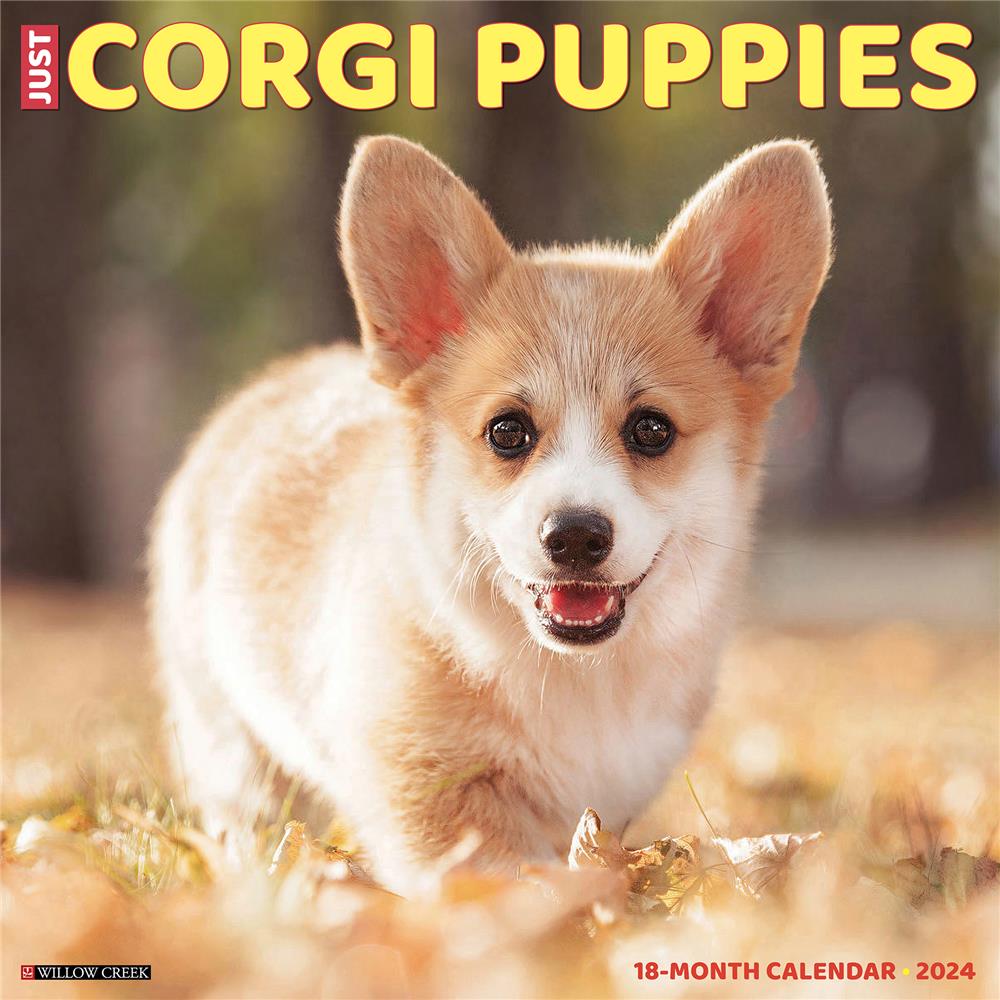 Just Corgi Puppies 2024 Wall Calendar