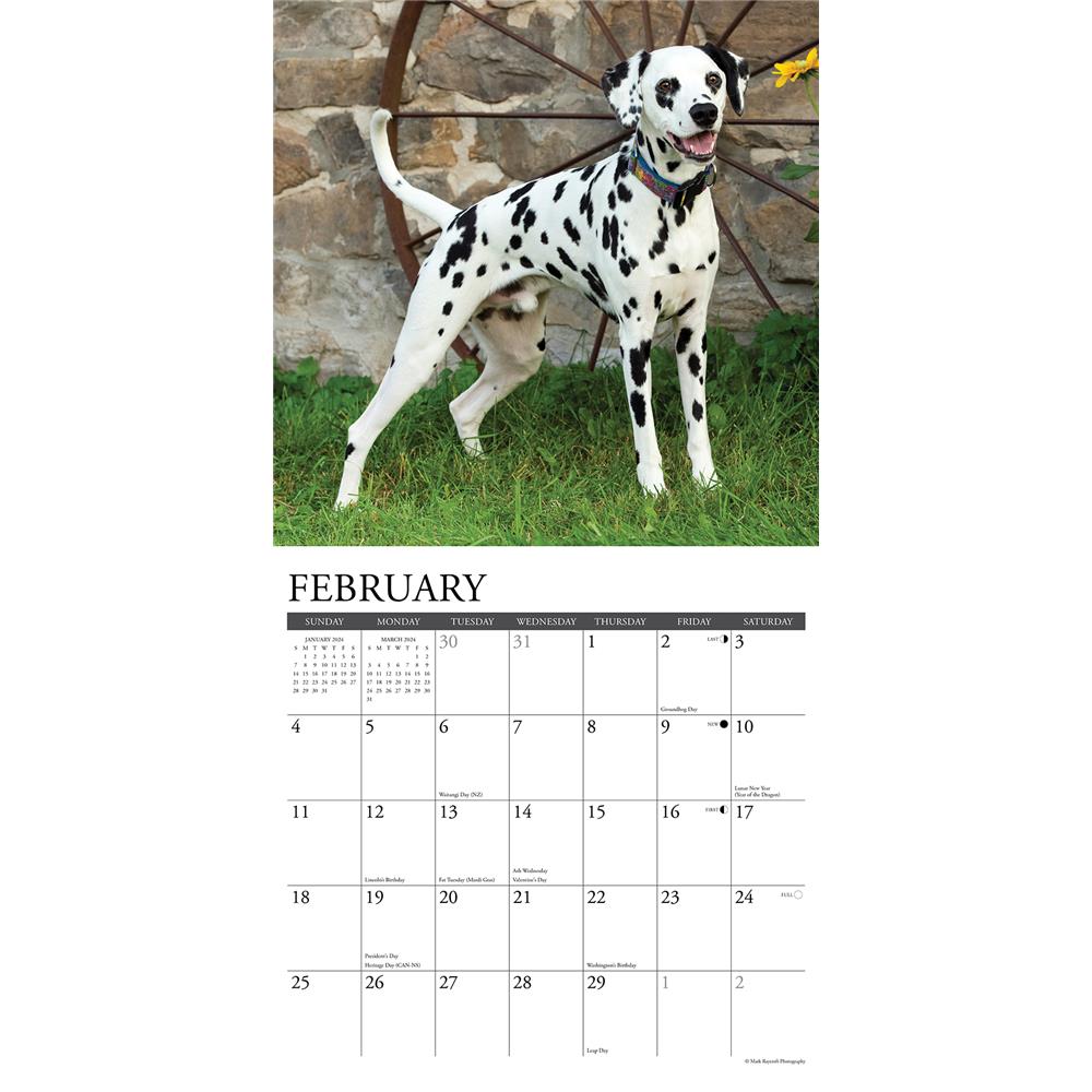 Just Dalmatians 2024 Wall Calendar