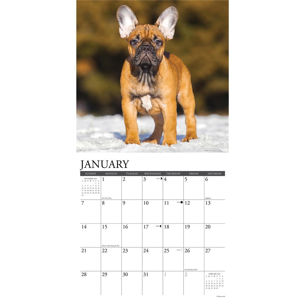 Just French Bulldog Puppies 2024 Wall Calendar