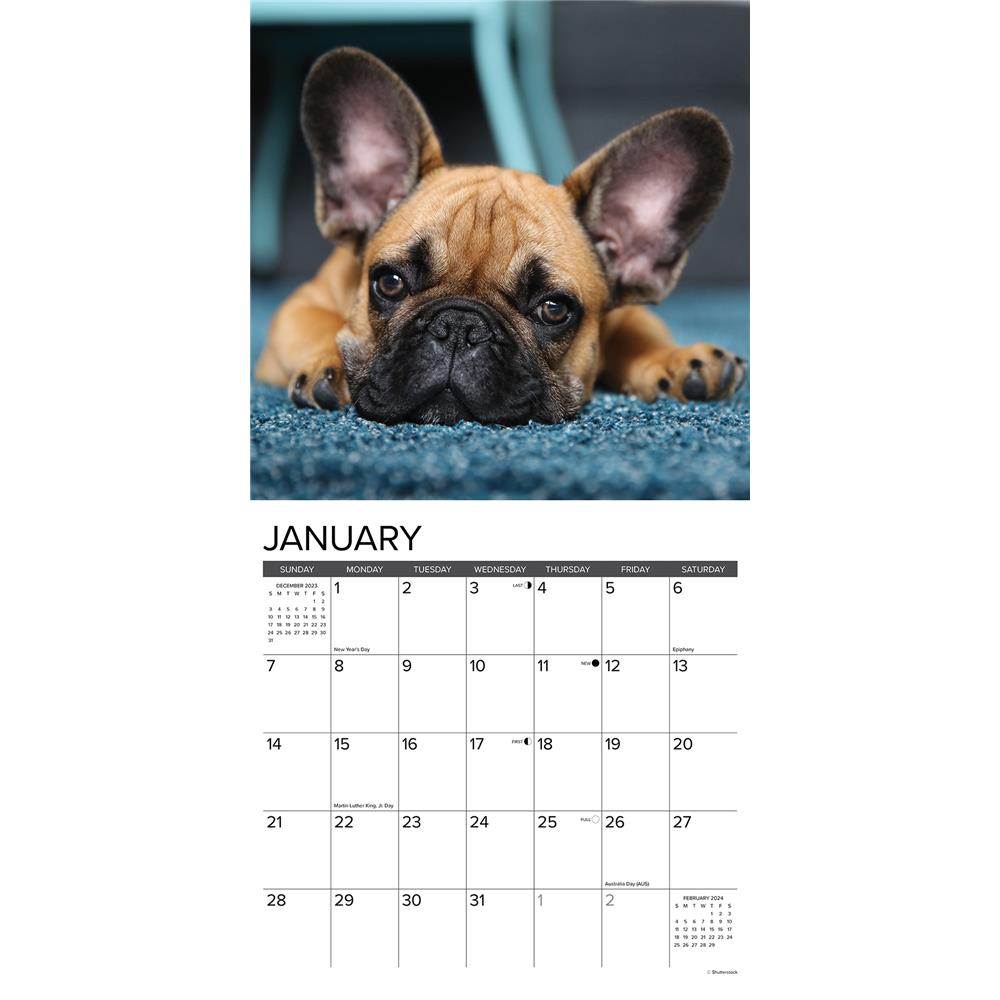 Just French Bulldogs 2024 Wall Calendar