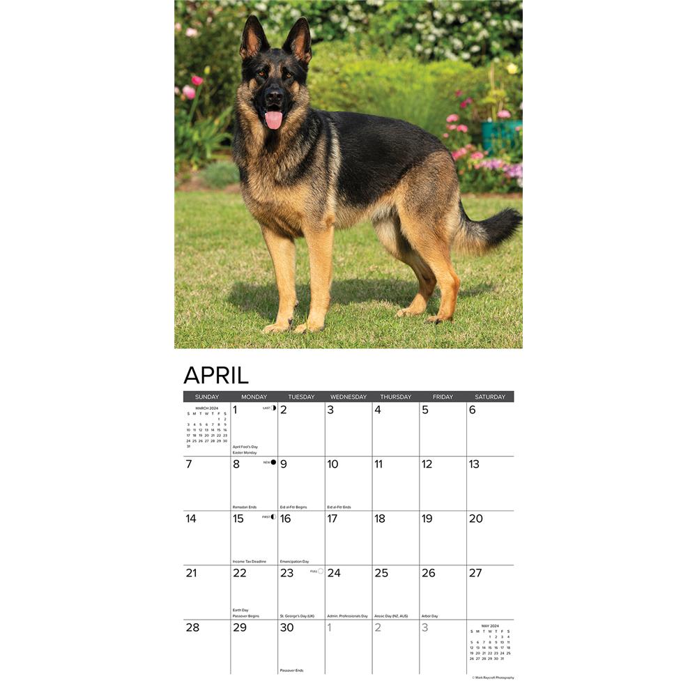 Just German Shepherds 2024 Wall Calendar