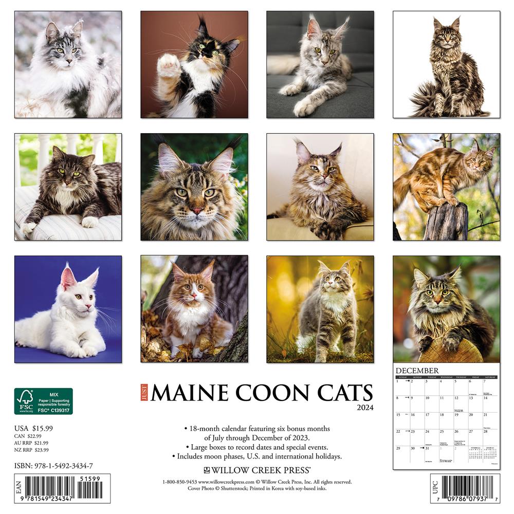 Just Maine Coon Cats 2024 Wall Calendar