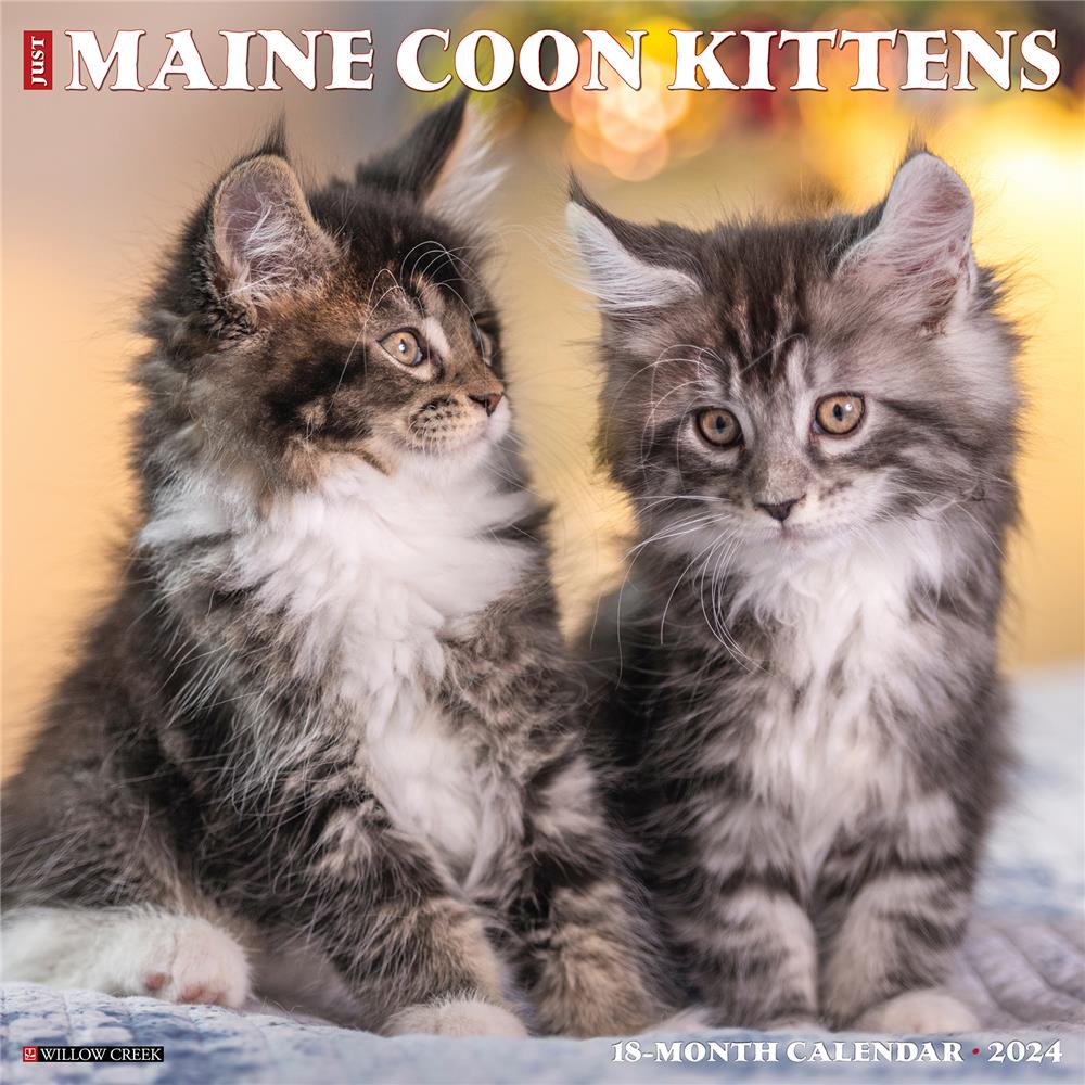 Just Maine Coon Kittens 2024 Wall Calendar