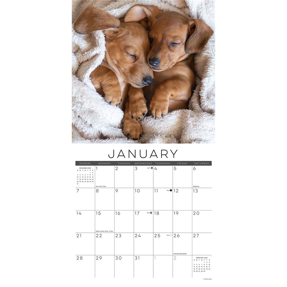 Naptime Dogs and Puppies 2024 Wall Calendar