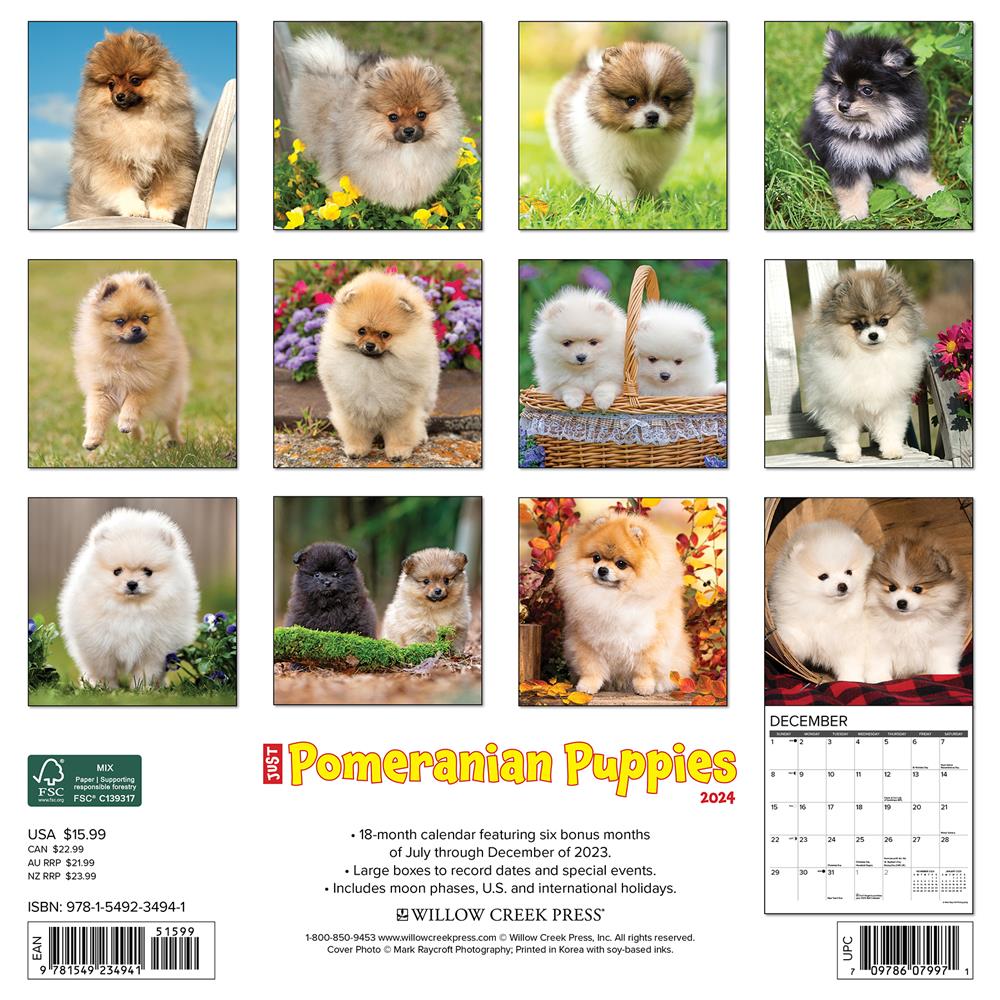 Just Pomeranian Puppies 2024 Wall Calendar