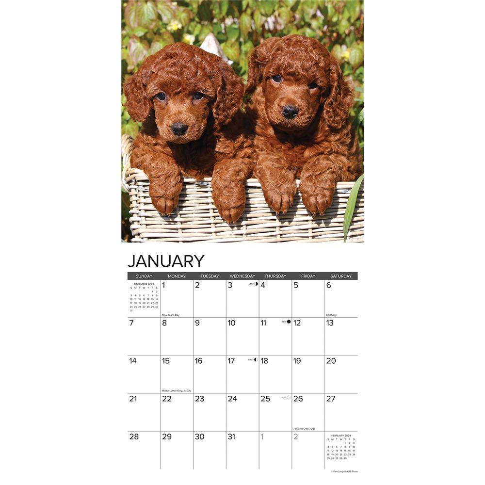 Just Poodle Puppies 2024 Wall Calendar - Online Exclusive