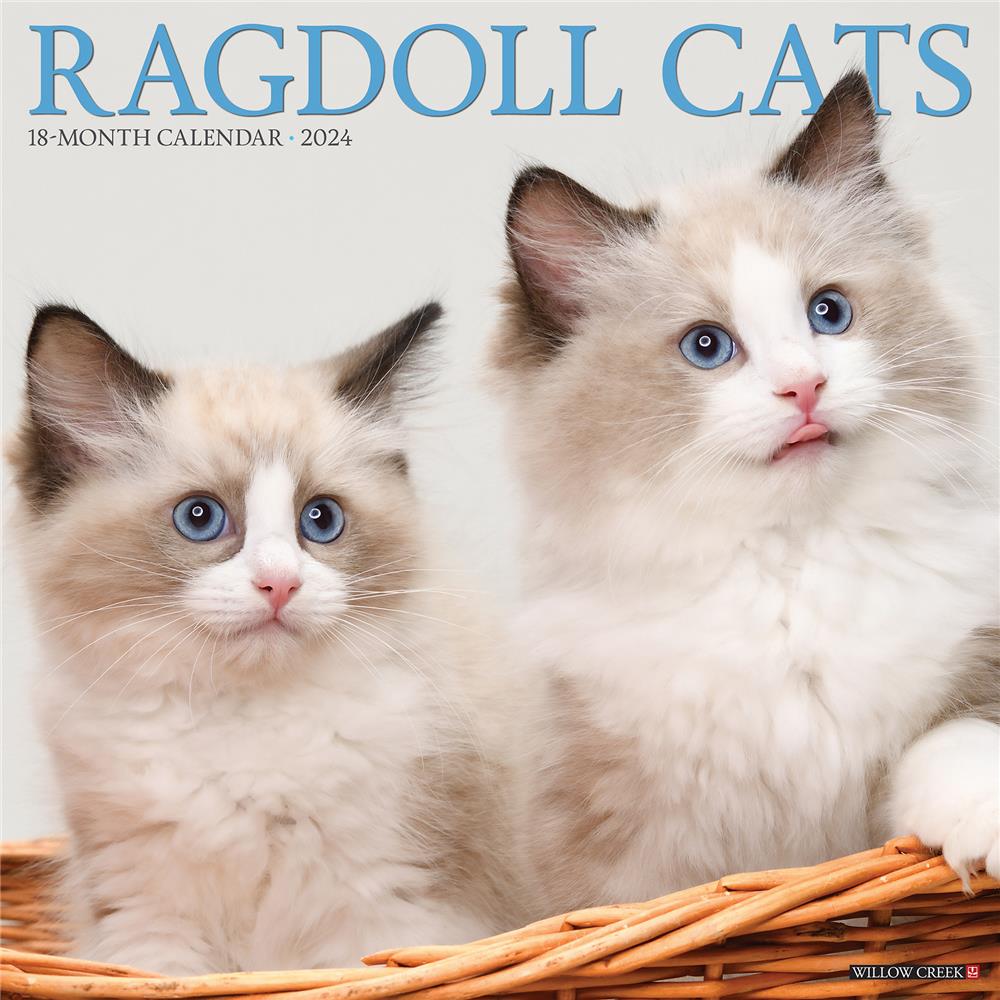 Ragdoll Cats 2024 Wall Calendar